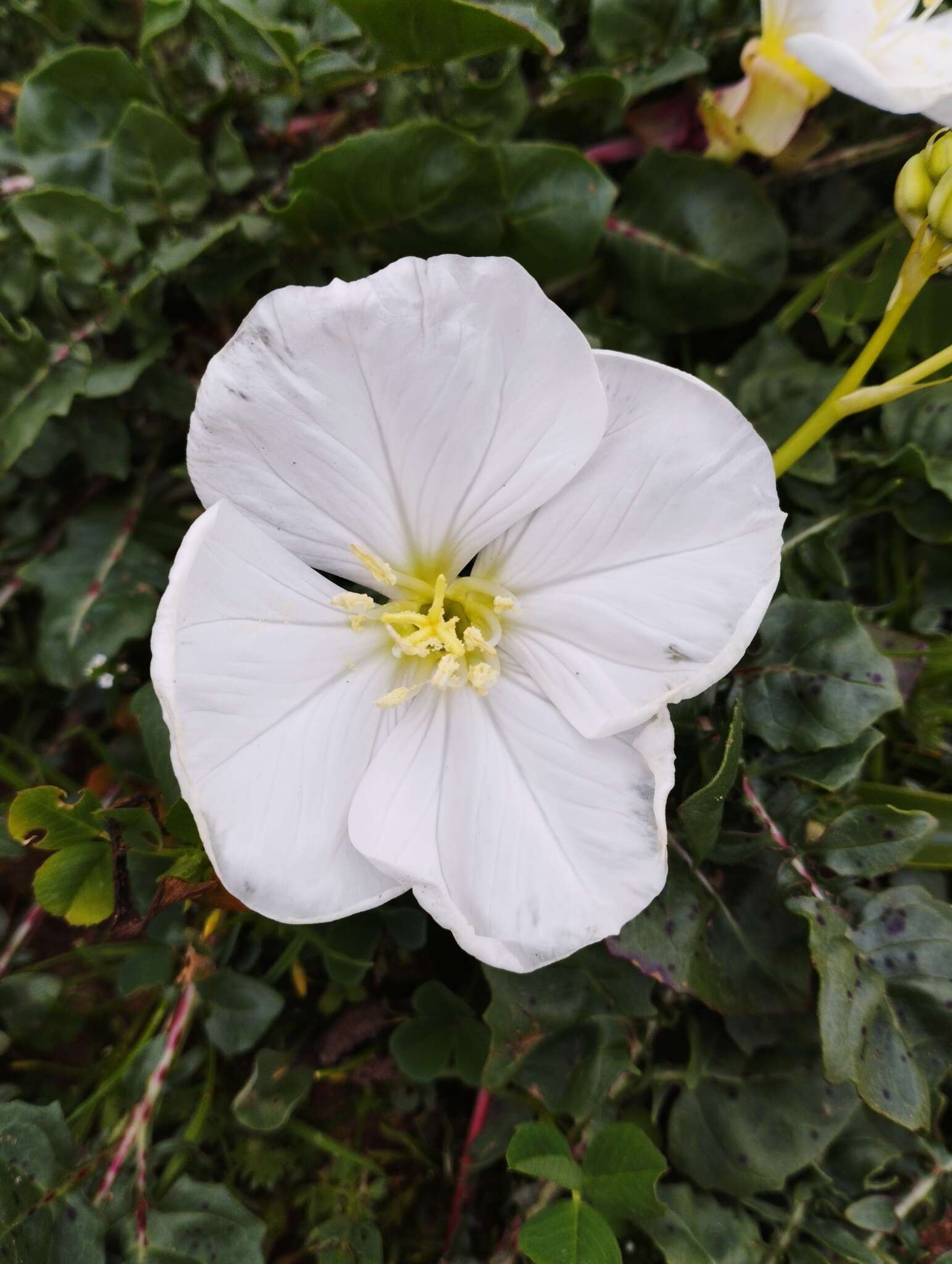 Imagem de Oenothera acaulis Cav.