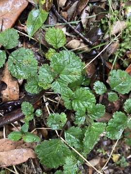 Image of Rubus radicans Cav.