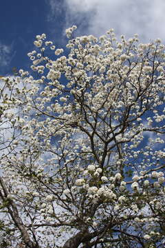 صورة Cordia morelosana Standl.