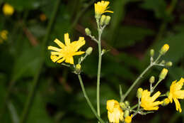 Image of Hieracium lachenalii subsp. lachenalii