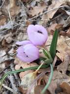 Image de Colchicum triphyllum Kunze