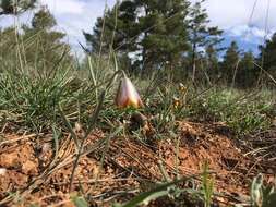 Fritillaria fleischeriana Steud. & Hochst. ex Schult. & Schult. fil. resmi