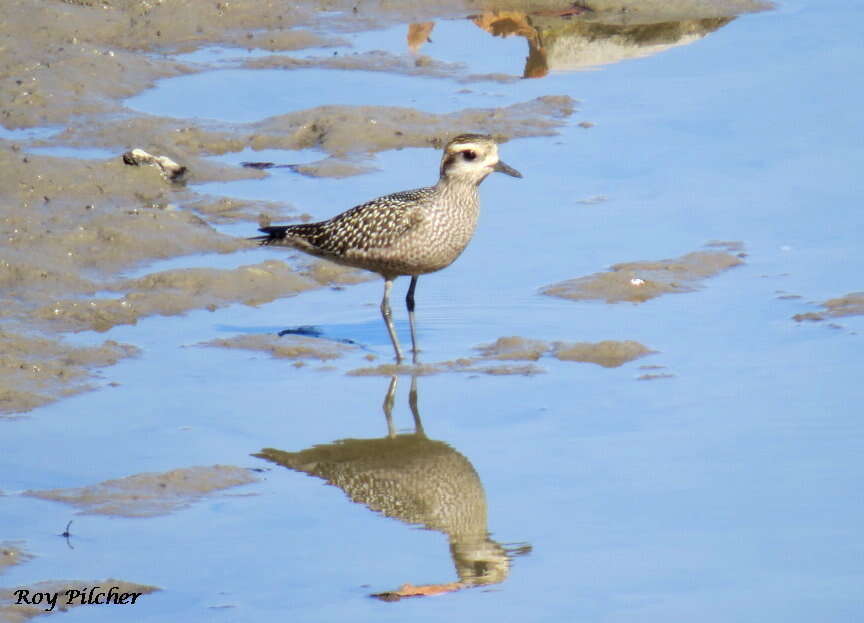 Image of American Golden Plover