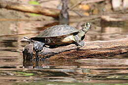 Image of Yellow-headed sideneck turtle