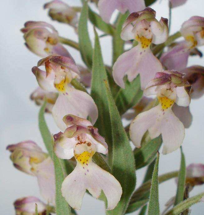 Image de Brachycorythis pubescens Harv.