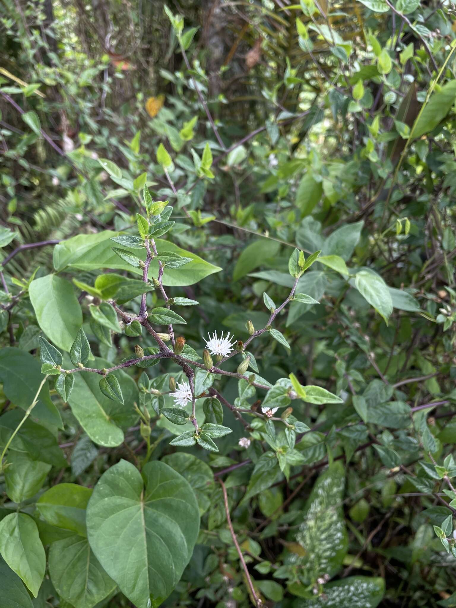 Image of Puerto Rico Longshoot