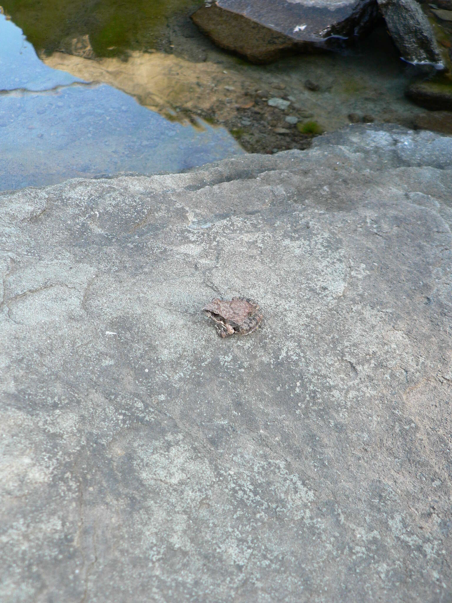 Image of Natal Sand Frog