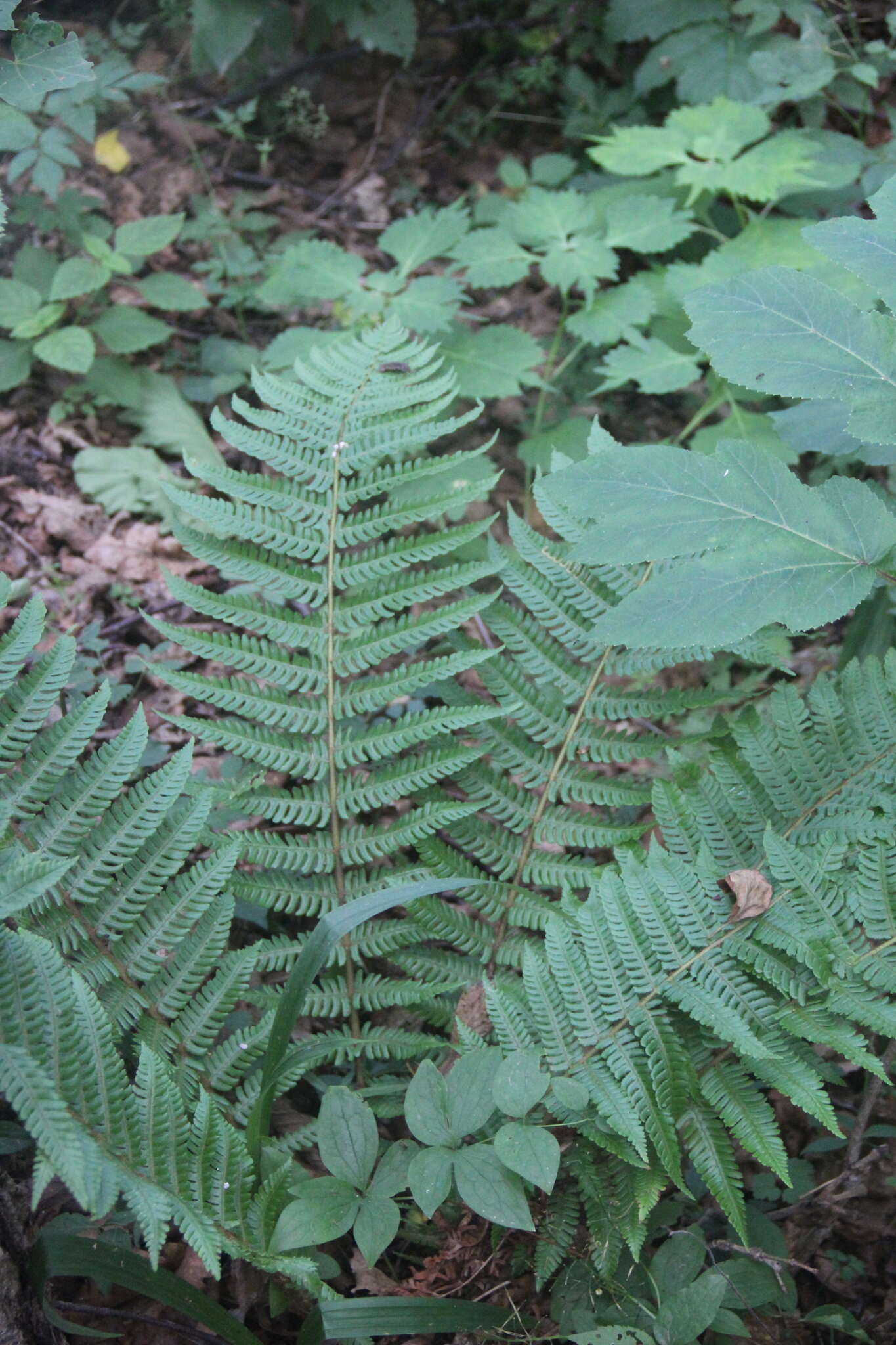 Image of Dryopteris crassirhizoma Nakai