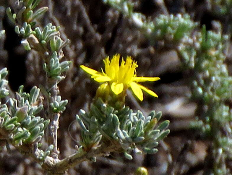 Image of Oedera humilis (Less.) N. G. Bergh