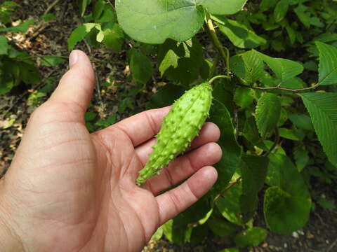 Image of oldfield milkvine