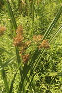 Image of Cyperus latifolius Poir.