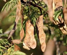 Image of Common albizia