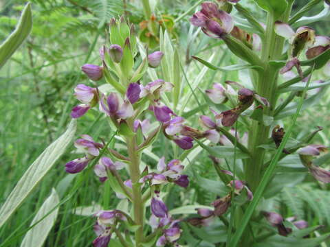 Image of Brachycorythis ovata subsp. ovata