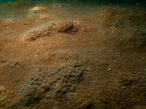 Cyphastrea serailia (Forskål 1775)的圖片