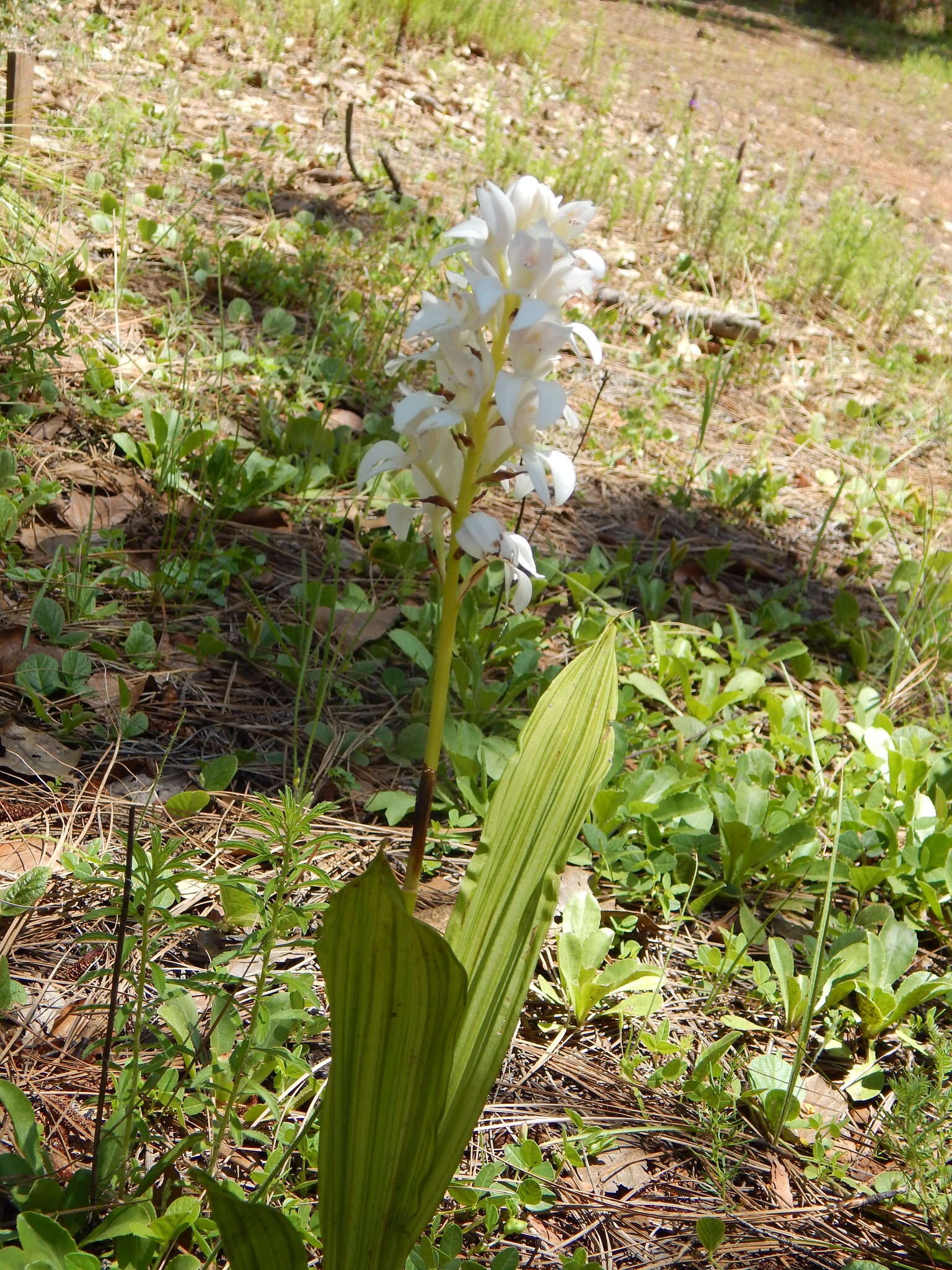 Image of Govenia liliacea (Lex.) Lindl.