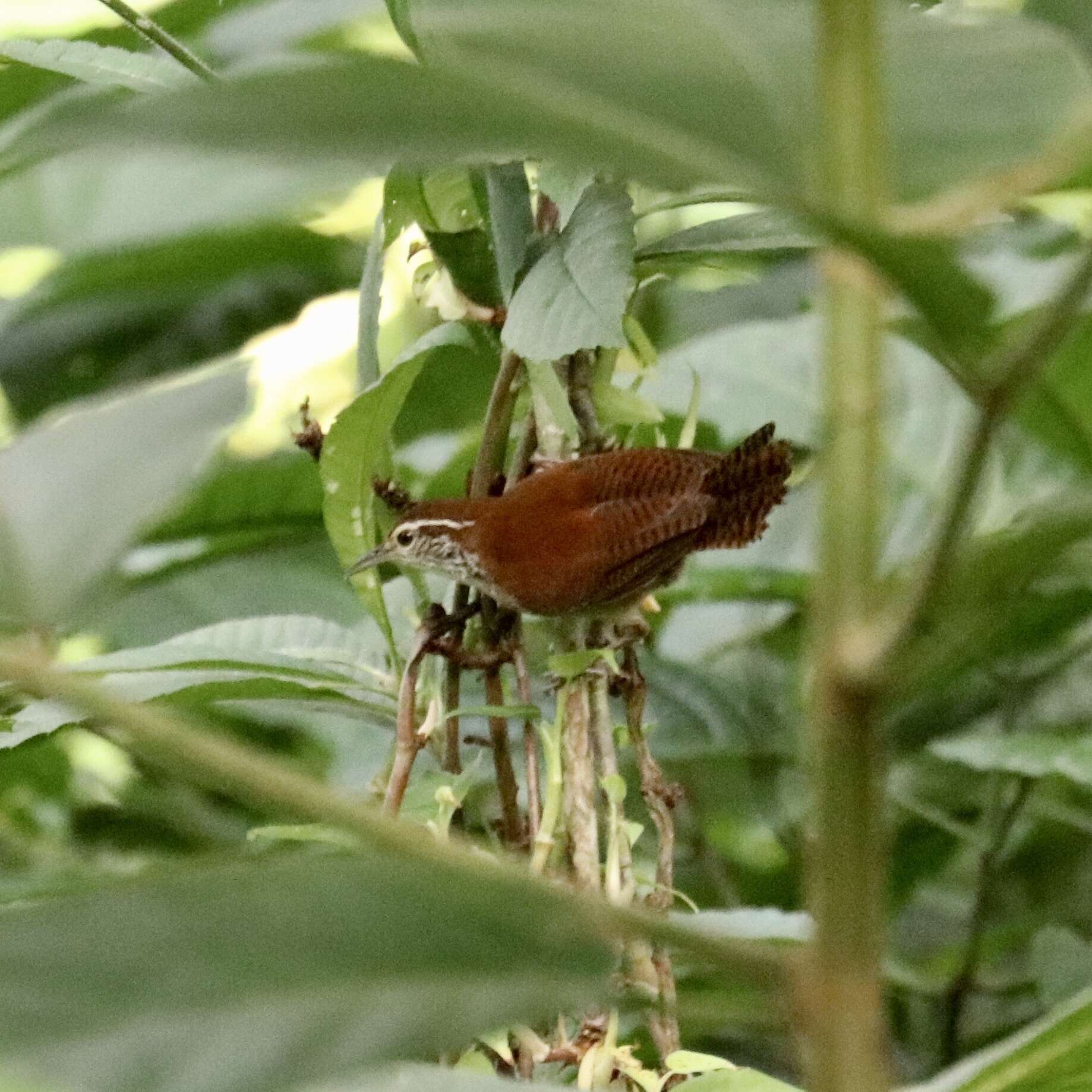 Image of Rufous-and-white Wren