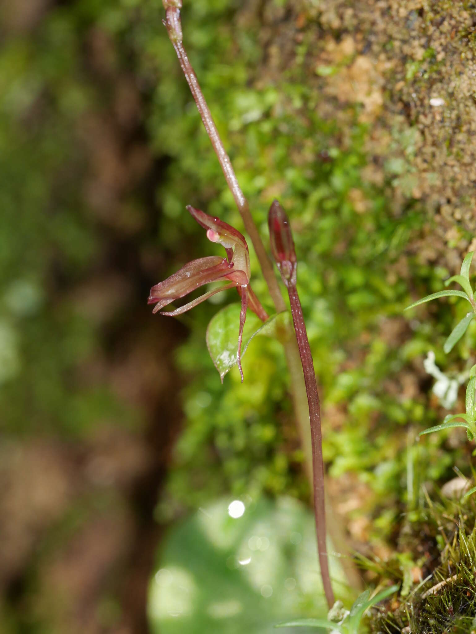 Cyrtostylis rotundifolia Hook. fil. resmi