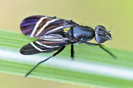 Image of Black Onion Fly