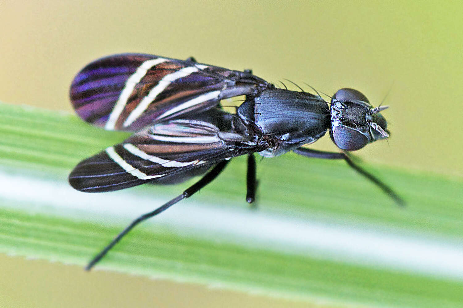 Image of Black Onion Fly