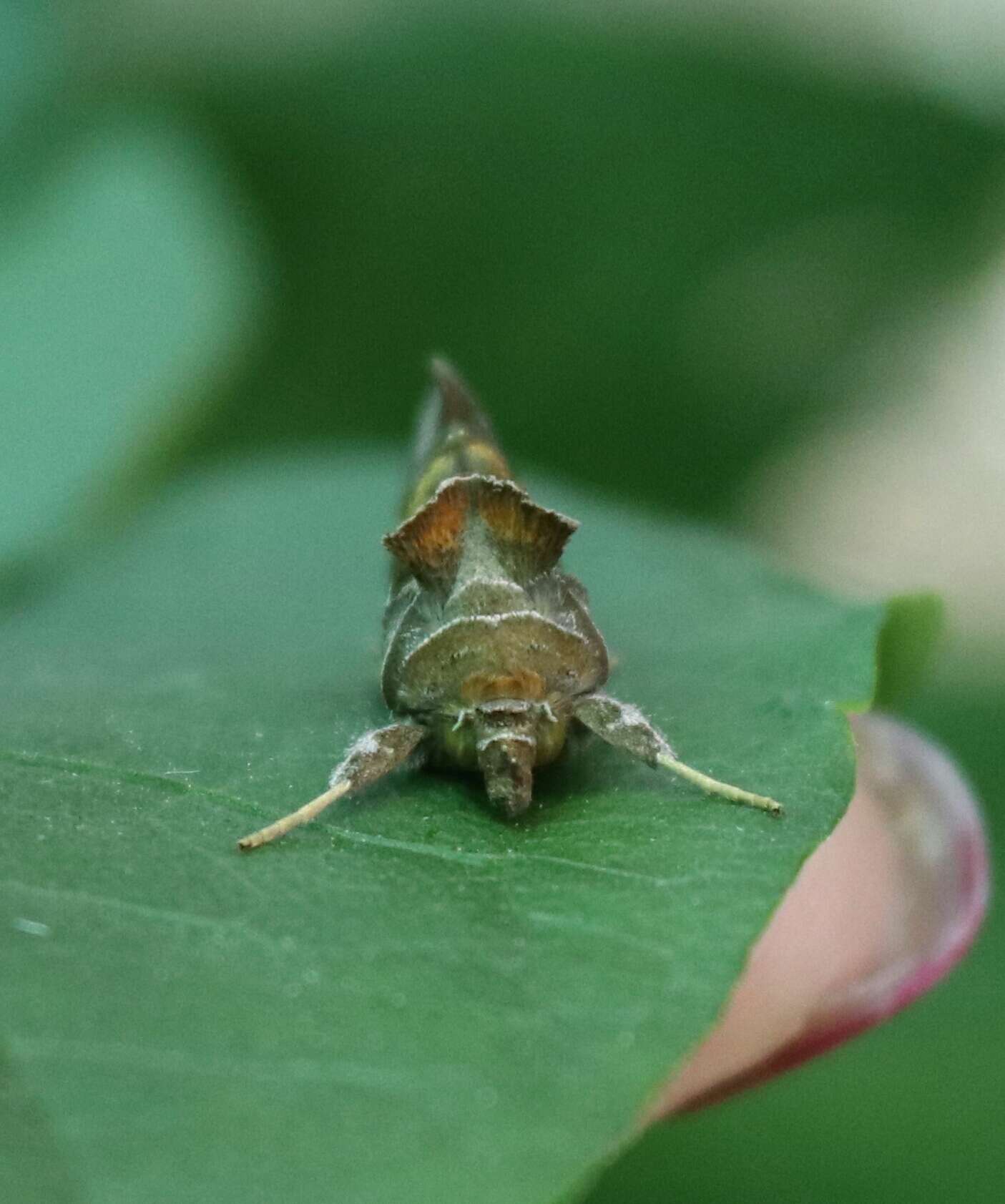 Image of green looper