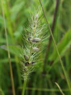 Image of Grisebach's bristlegrass