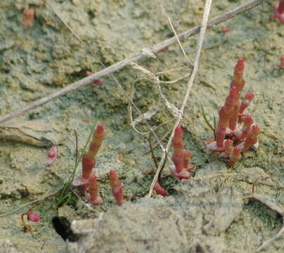 Слика од Salicornia rubra A. Nels.