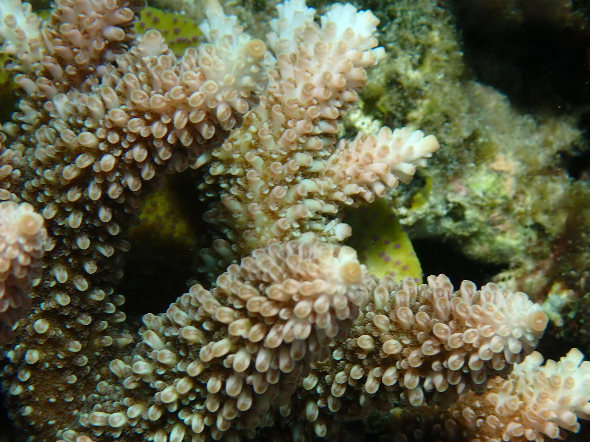 Image of Acropora abrotanoides (Lamarck 1816)