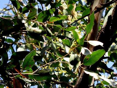 Слика од Eucalyptus muelleriana Howitt