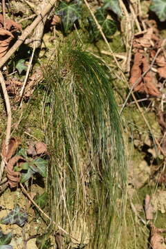 Image of variousleaf fescue