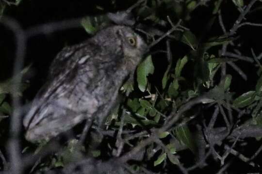 Image of Whiskered Screech Owl