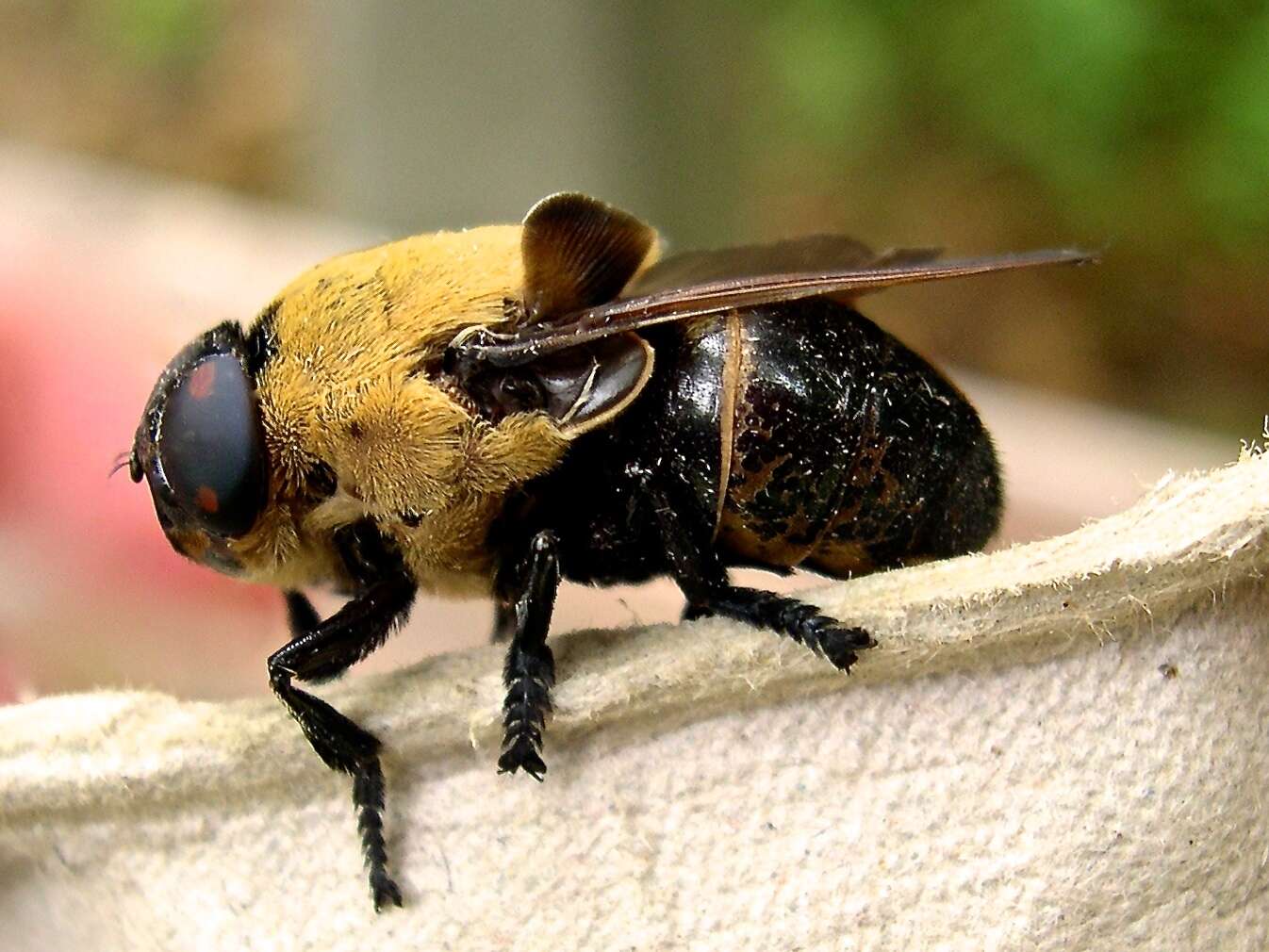 Sivun Cuterebra abdominalis Swenk 1905 kuva