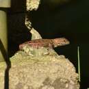 Image of Sierra Juarez Spiny Lizard