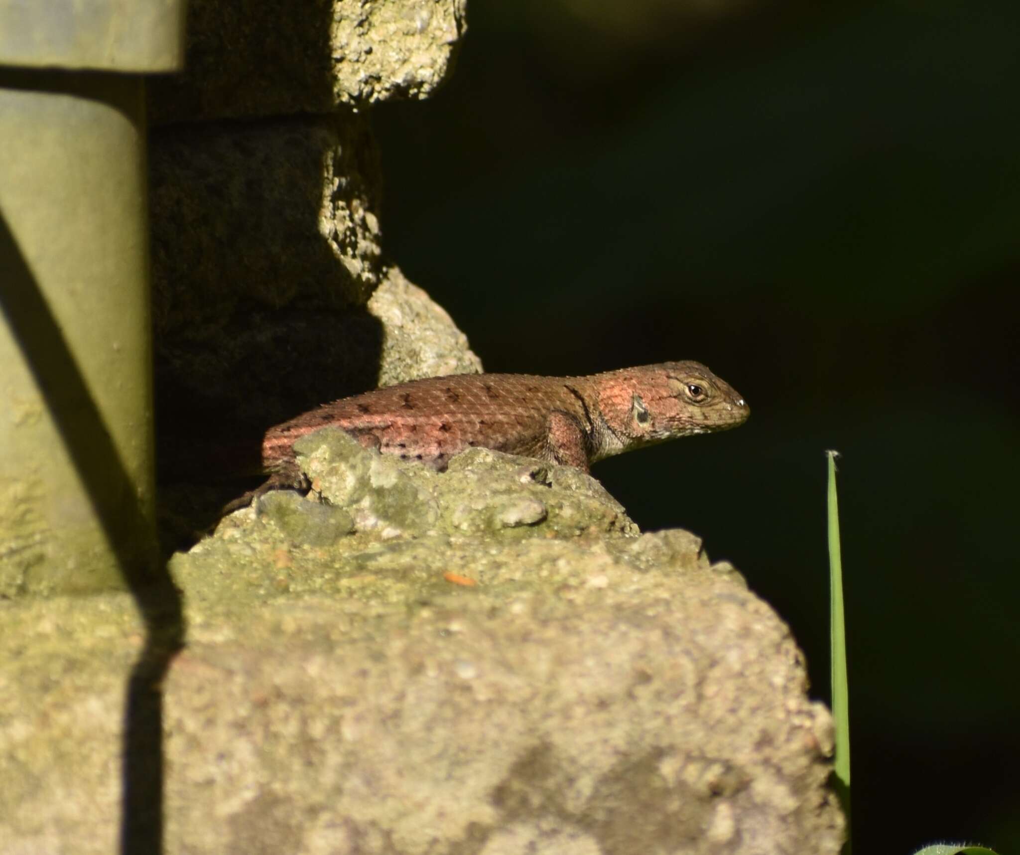 Plancia ëd Sceloporus cryptus Smith & Lynch 1967