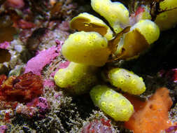 Image of Ascidian