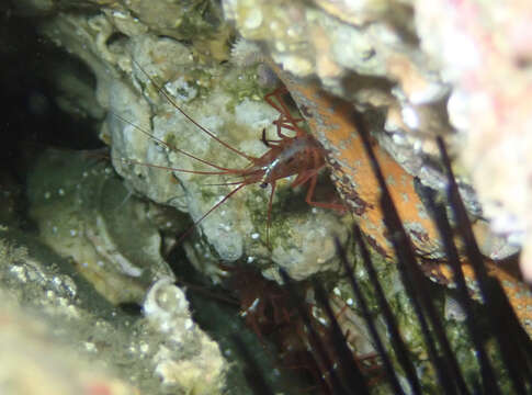 Image of red rock shrimp