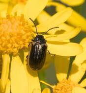 Image of Yellow-margined Leaf Beetle