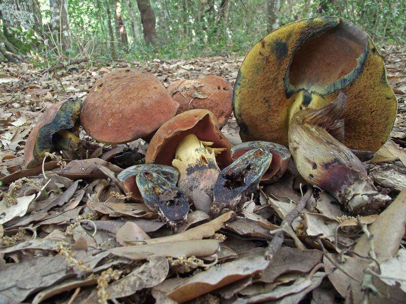 Image of Deceiving Bolete