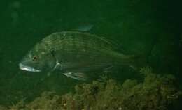 Image of Blackhead Seabream