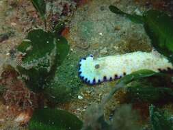 Image of Pale gold and purple slug