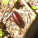 Image of Cryptocercus clevelandi Byers 1997