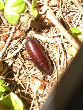 Image of Cryptocercus clevelandi Byers 1997