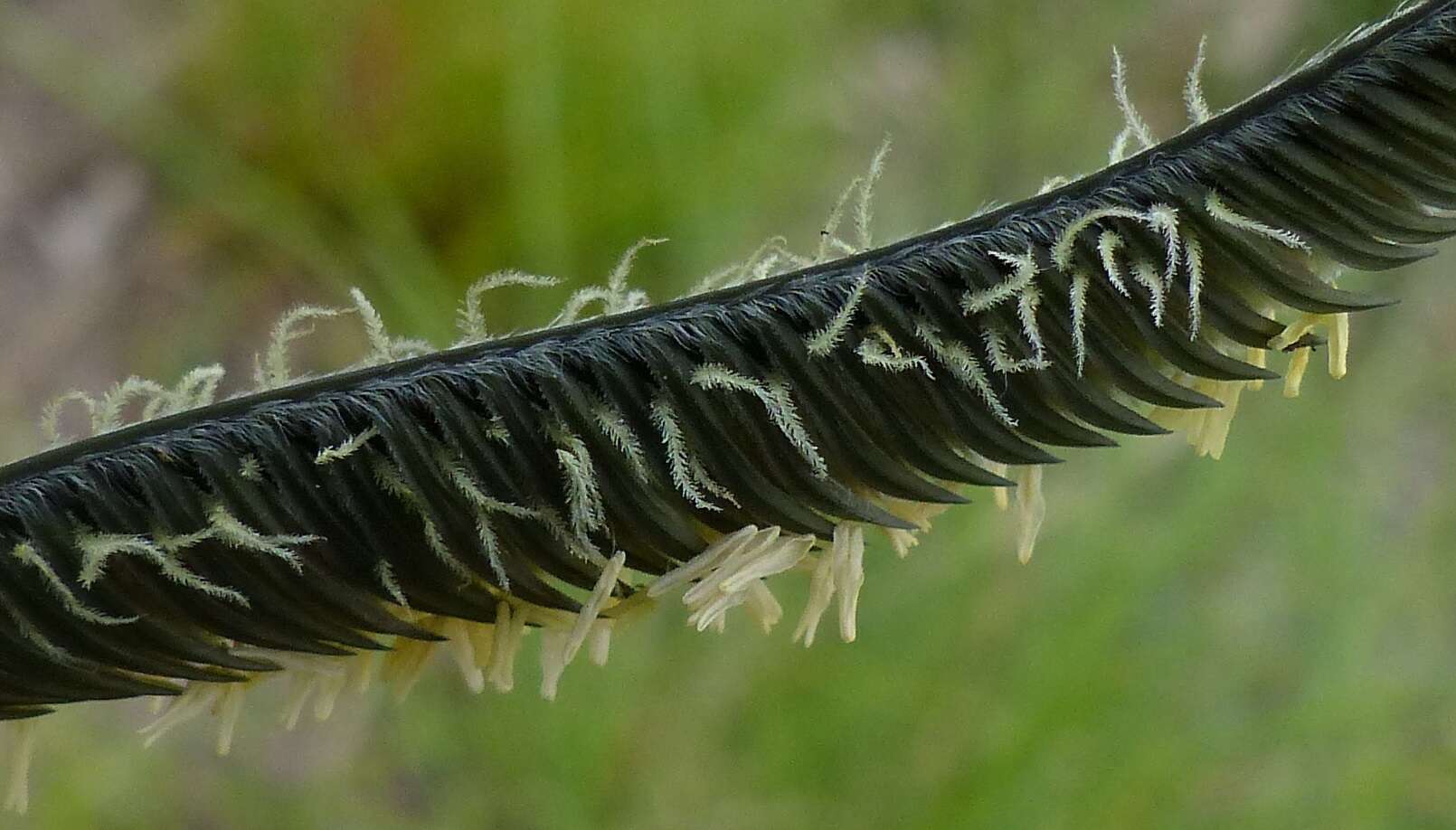 Harpochloa falx (L. fil.) Kuntze resmi