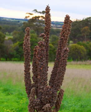 Image of Verbascum thapsus subsp. thapsus