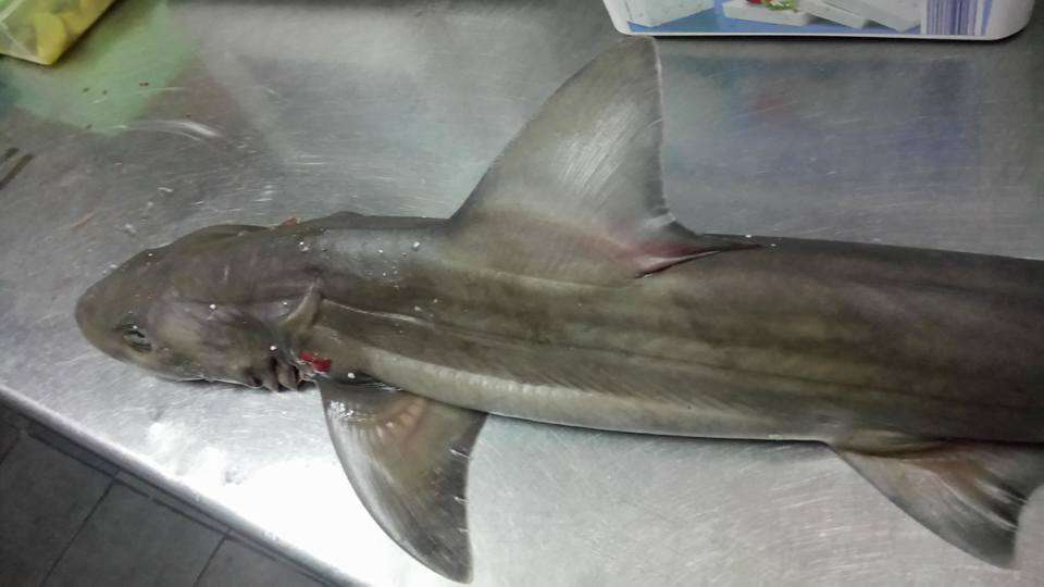 Image of Common Smoothhound