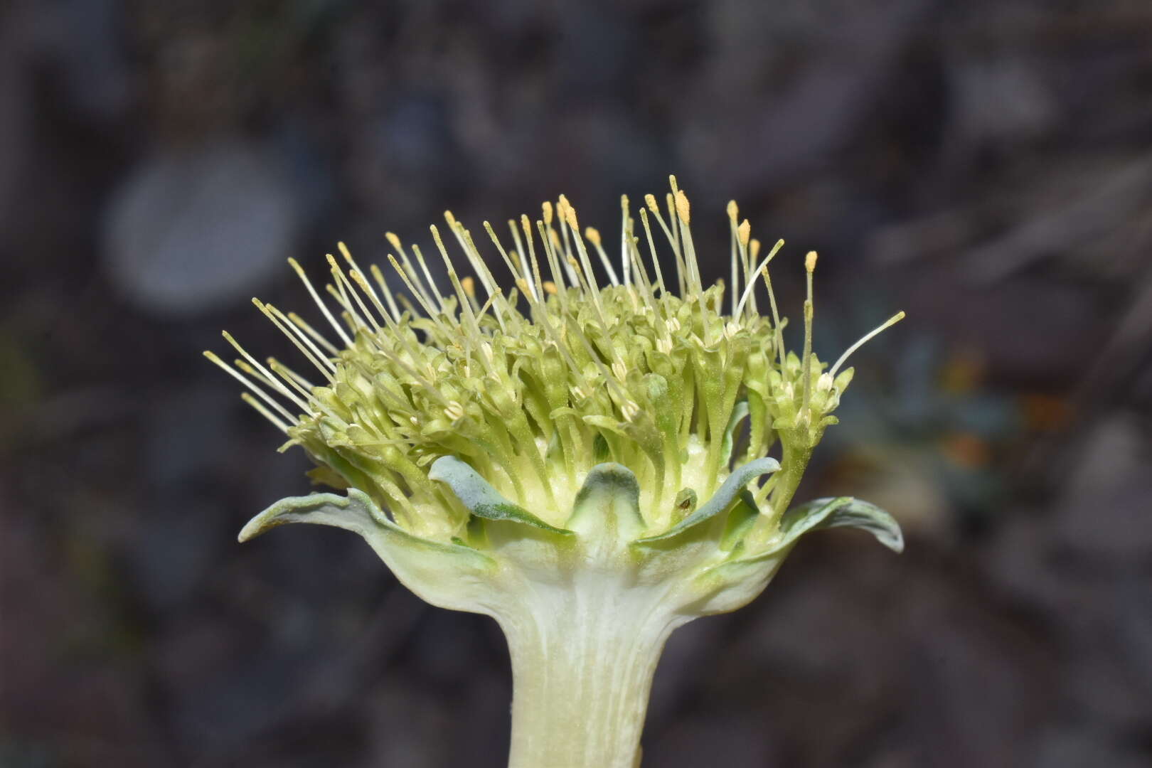 Image of Gamocarpha scapigera