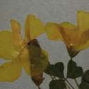 Image of Oxalis uliginosa Schlechter