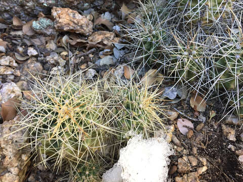 Image of <i>Echinocereus bakeri</i>