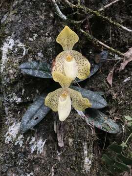 Image of One colored Paphiopedilum