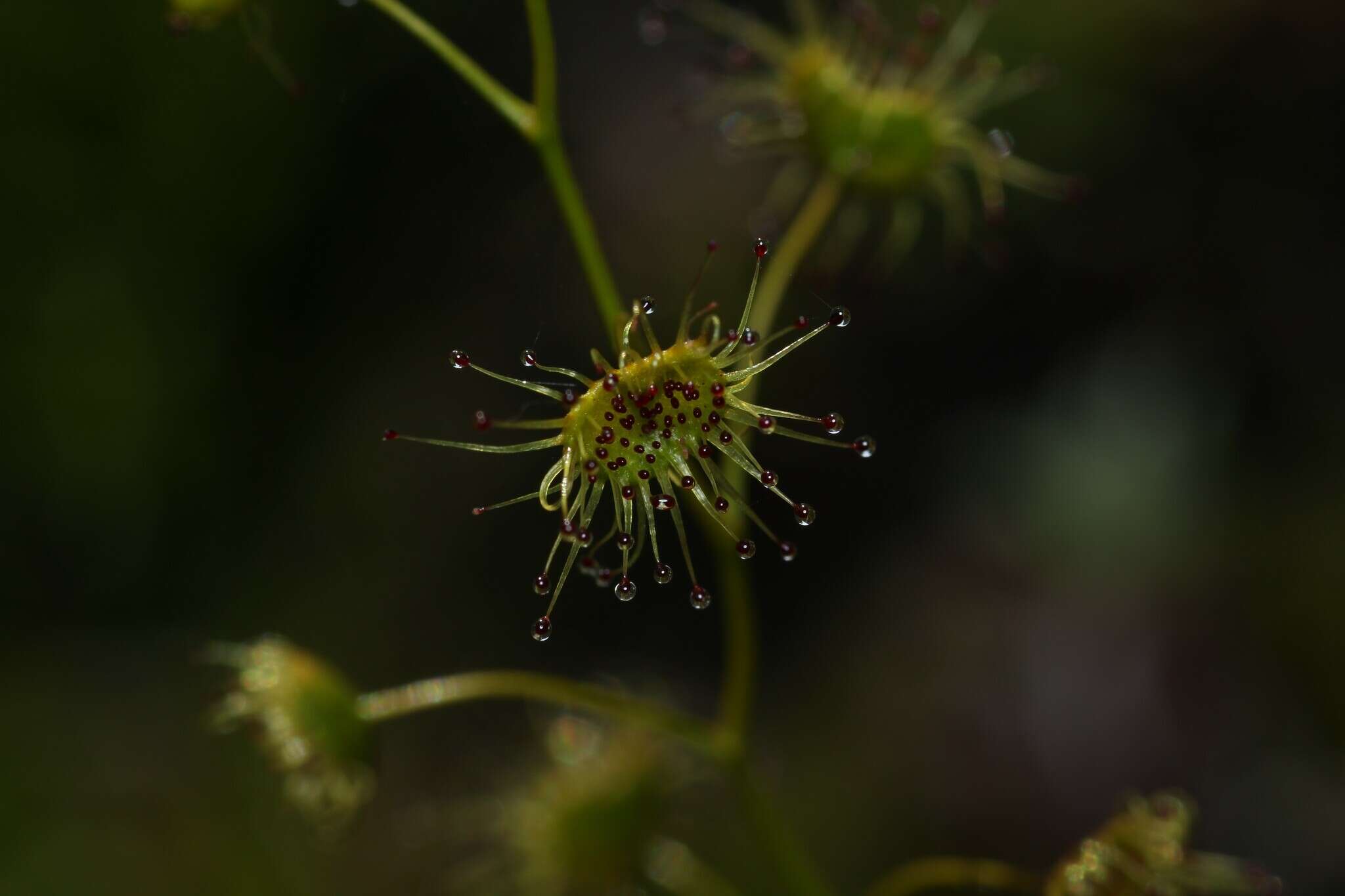 Image of Drosera heterophylla Lindl.