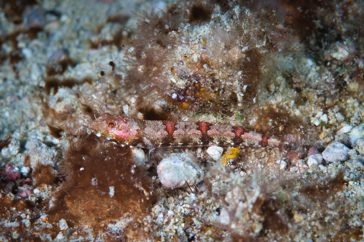 Image of Lizardfish